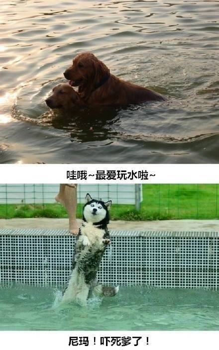 养金毛和二哈的区别？说多了都是泪啊！