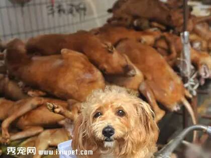 好样的！两会提案：修法禁止猫狗肉制品流入餐饮市场