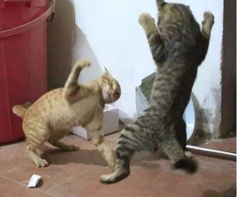 网友拍下家里两只猫大家的画面，最后笑疯了...