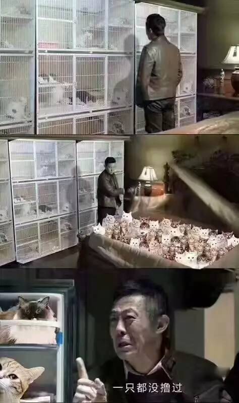 人民的猫奴！！！