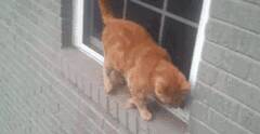 猫咪被困窗户边缘上，下一秒它竟然...