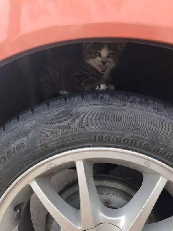 小流浪猫躲在网友车轮上被发现，成功碰瓷被带回家