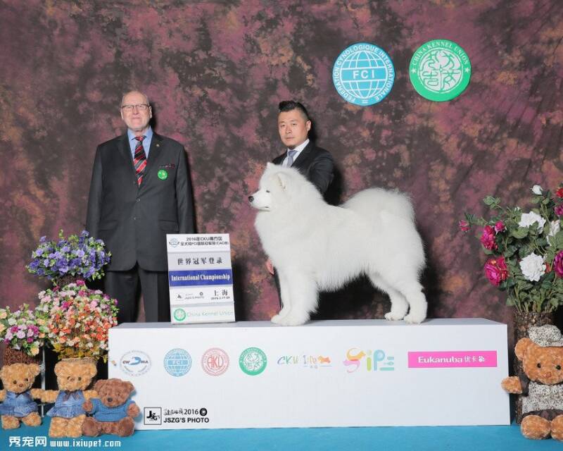 2016年CKU冠军展年度积分榜犬只介绍-DANCER|萨摩耶