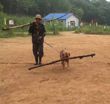 你眼中的土狗，它是我的家人！