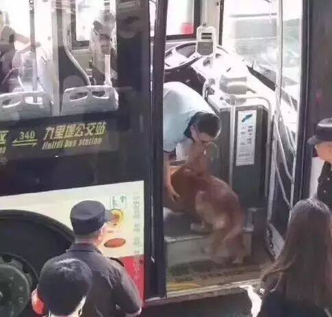 金毛遛弯走太远太累，想坐公交回家遭拒绝....