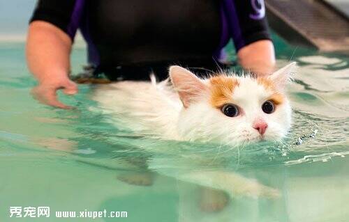爱游泳的土耳其梵猫