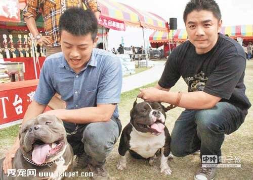 2015台湾巨型犬大赛 202只狗狗齐聚一堂交流养狗经验【图】