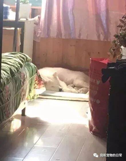 萨摩耶看见主人出去上班了，就把小奶狗全叼到床上，萨摩：我孩子还没睡过床呢
