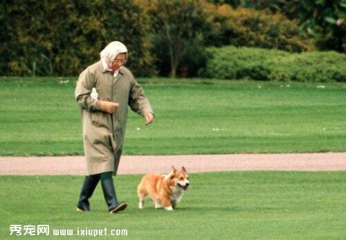 英女王曾请专家训练宠物犬 狗狗都有订制餐