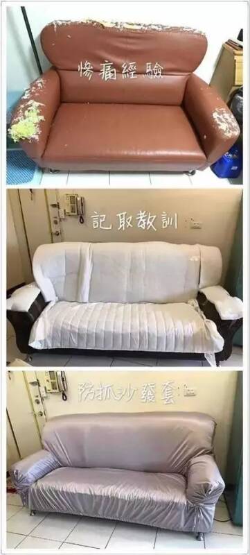 猫咪疯狂挠沙发被主人制止，它竟然理直气壮怼了回去！