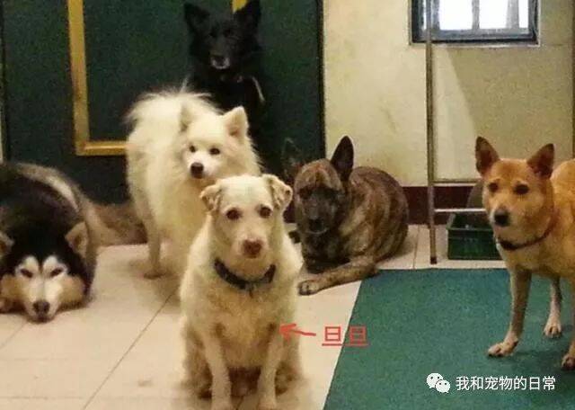 内急的狗狗直接尿在了家里，但是主人知道后不但没生气，反而感动的想哭！