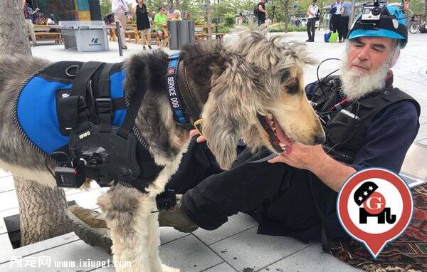 国外狗狗穿着充满了GoPro的摄像机背心