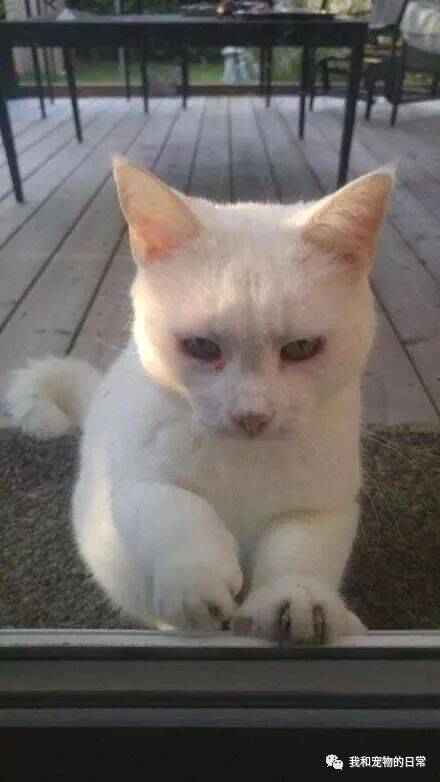 网友好心喂了一只流浪猫，结果它每天都来趴窗户要吃的！