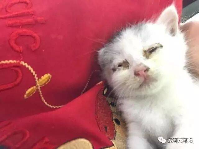 当初说养只猫嫌脏的父母养了猫以后彻底沦为猫奴，你爸妈是这样吗