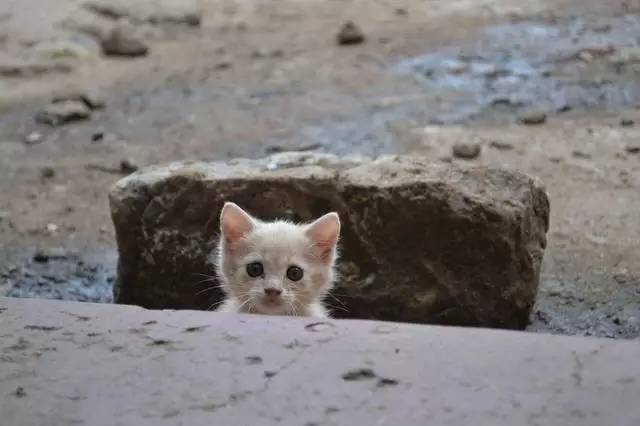 好心救下的流浪猫 四年多过去已经长成英俊的喵大王