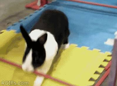 兔子能跳多高