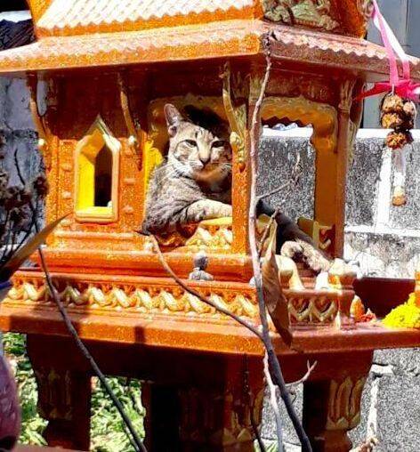 神庙里躺着一只猫，看起来一脸霸气，拜完能招财吗