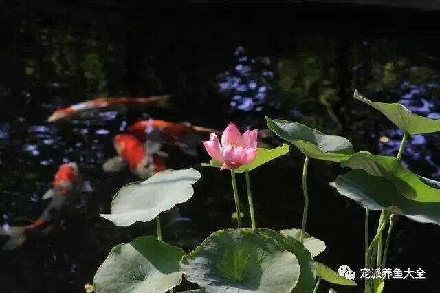 夏至观赏荷花锦鲤，一派清凉！~