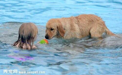 一年一度的狗狗游泳周 狗狗在游泳池嬉戏