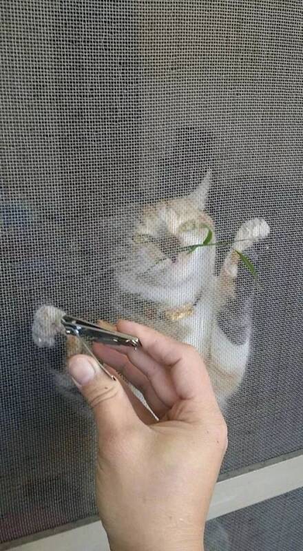 如何给猫剪指甲？ 如何给猫吹干毛？ 铲屎官们了解下！