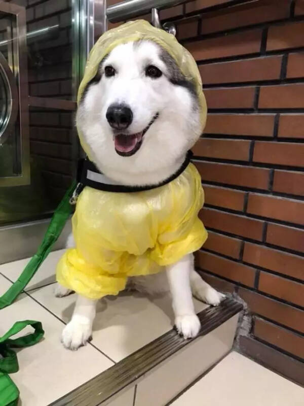 遇到一只穿着雨衣的狗子，被它美晕了...