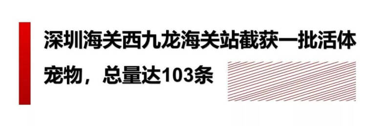 兽药国家标准近日公示；国际纯种犬认证中心开放招募