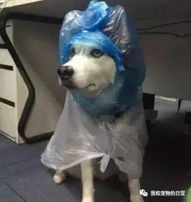 主人用塑料袋给二哈做雨衣遭嫌弃，主人：咱们啥家庭，你心里没点数吗？