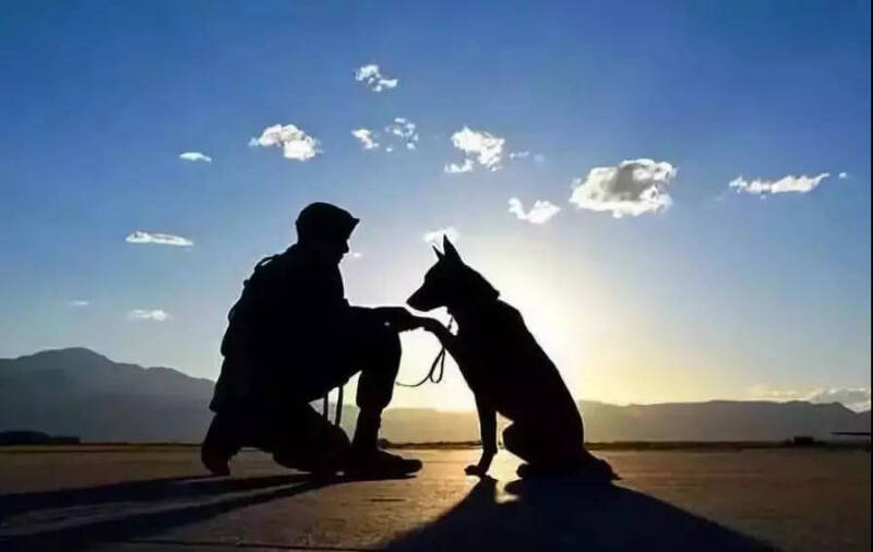 两岁半军犬患癌离去，战友抱住它痛哭送别！