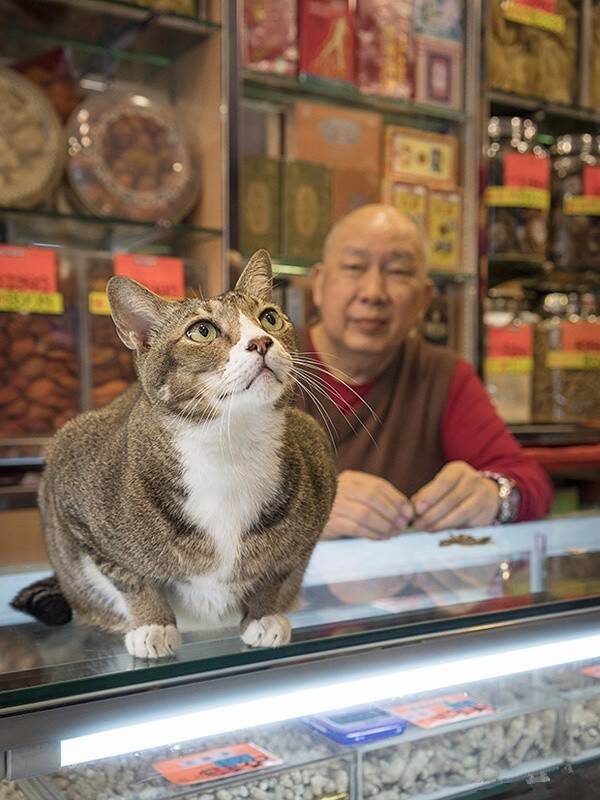 [摄影欣赏]荷兰摄影师镜头下的铺头猫