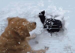 金毛在雪地玩耍，看到一只鸡被困在雪里，它竟然.....