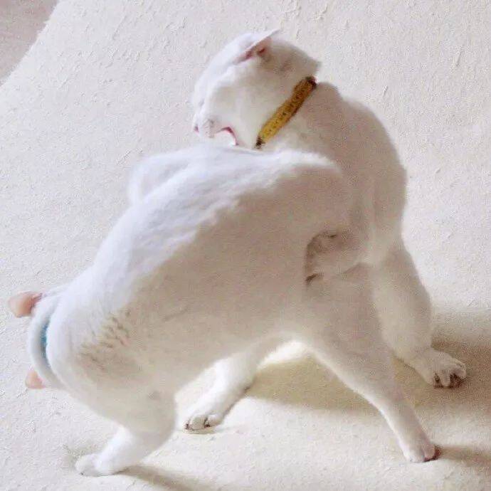 网友家两只猫咪打架的日常，这个画风也是哈哈哈哈哈哈！