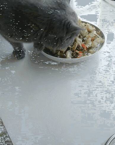 主人炒了盘酸菜刚端上桌子，可把家里的猫忙活坏了！