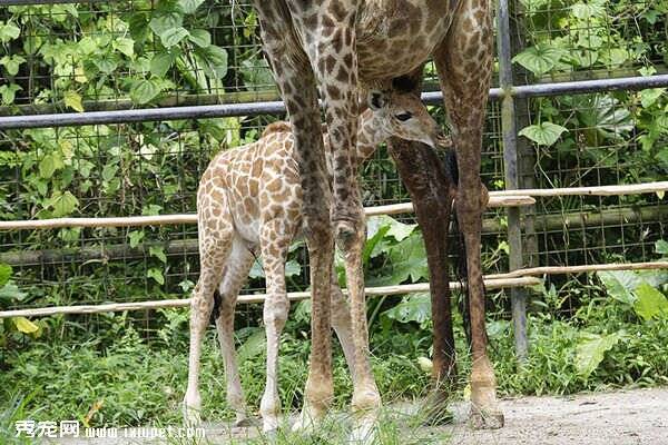 二十八年以来第一只长颈鹿宝宝见客
