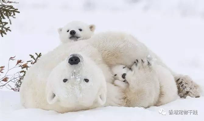 小心熊出没？！  没想到却被萌的一脸雪！