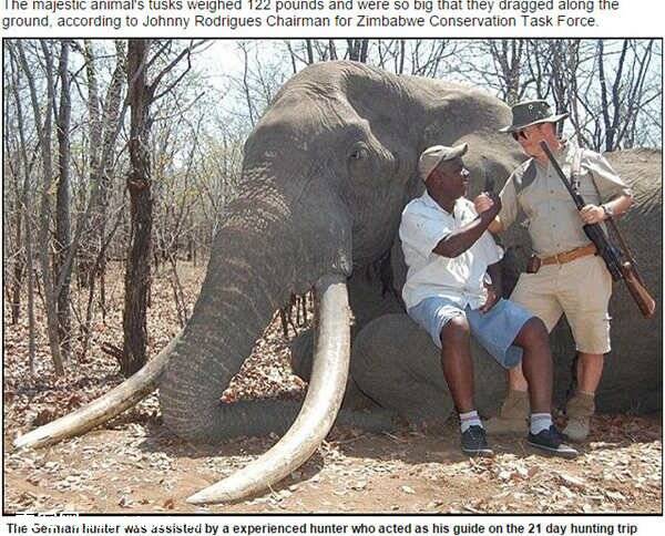 没有买卖就没有杀害 又一头无辜大象被猎杀
