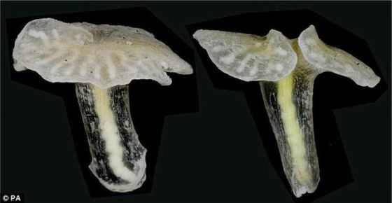 澳洲海域现神秘新生物 外形似蘑菇触感像明胶