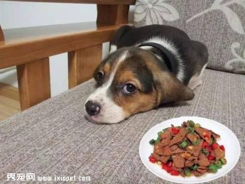 狗狗精神好但不吃东西是怎么回事？