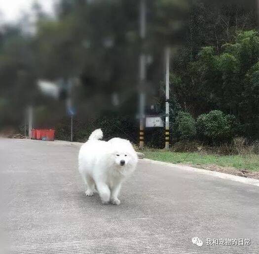 萨摩耶：我负责赚钱养家，你负责貌美如花，埋头长膘！