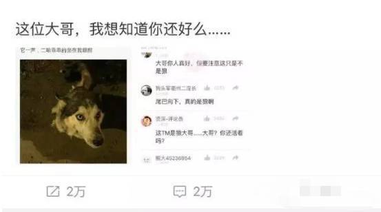 绍兴一小哥半夜捡到一只二哈，但网友纷纷表示，这是一头狼啊！