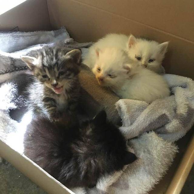 楼下一直传来猫叫，救回小奶猫，第二天又重获惊喜