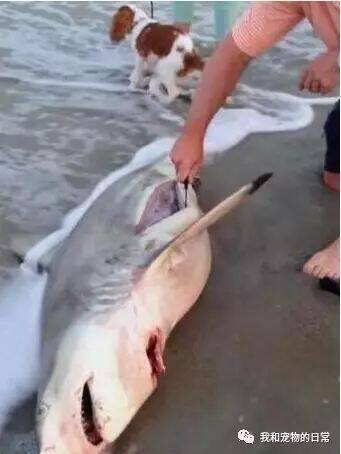一条死去的鲨鱼在海滩上被狗狗发现，最后还有这样的惊喜！