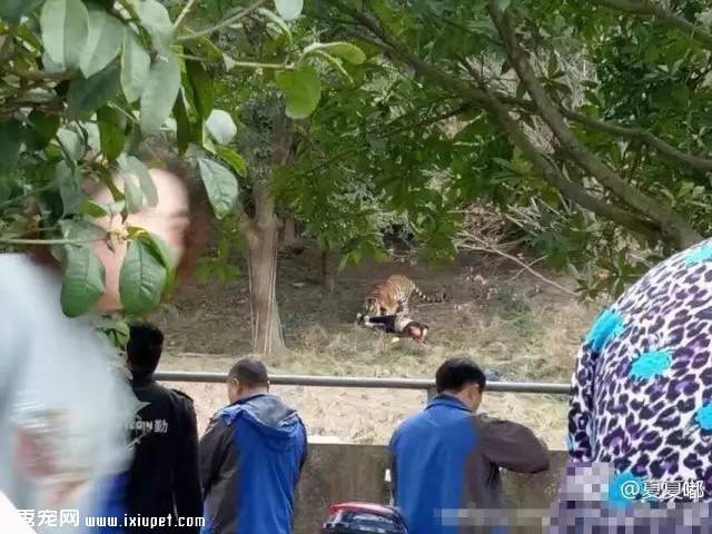 宁波雅戈尔动物园老虎咬人事件 游客身亡老虎被击毙