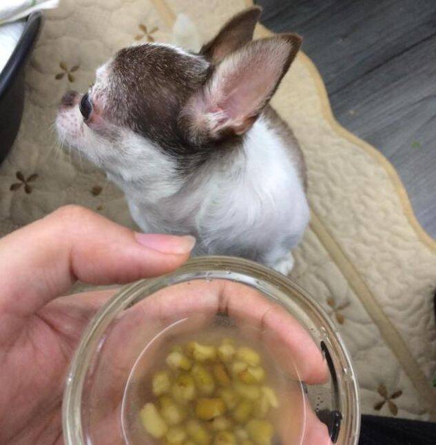狗狗被领养后第一次喝了绿豆汤，喝一口泪汪汪的感谢主人