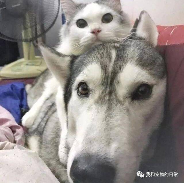 这只猫咪从小就喜欢趴在二哈头上，结果直到长大就变成了这样！