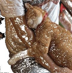 这只橘猫每次睡觉都会拉着主人的手....