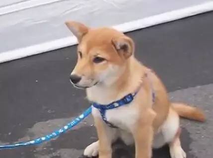 柴犬被主人拉出去溜达，在半路上却直接困得倒在马路上，太萌啦！