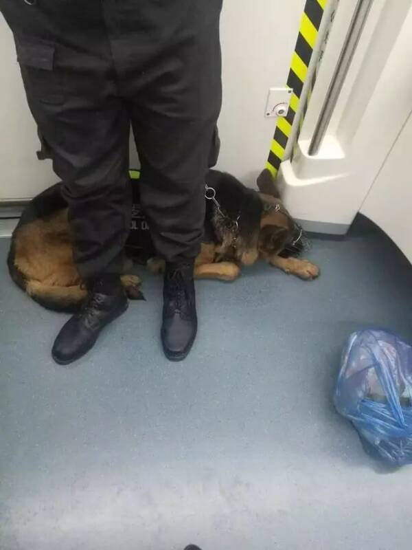 地铁上的巡逻狗狗，本来就辛苦还怕乘客受惊戴嘴套，心疼