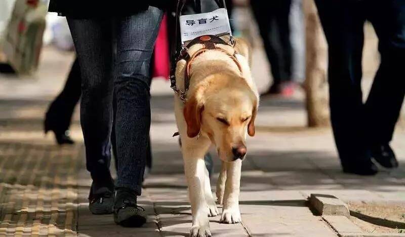 在中国，每10万盲人排队等待1只导盲犬