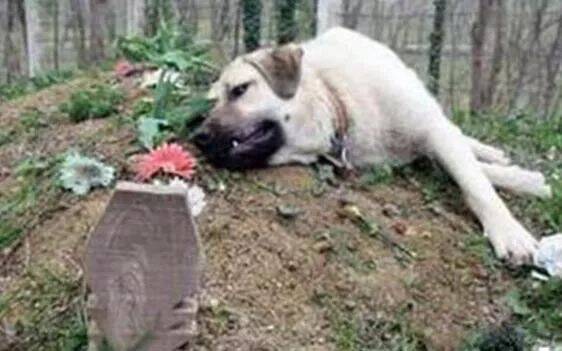 狗狗偷偷溜出家门，来到一墓前躺着，家人好奇跟上一看泪崩
