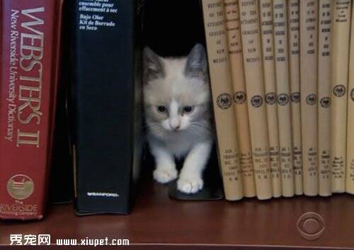 猫咪图书馆只借猫咪促使流浪猫领养